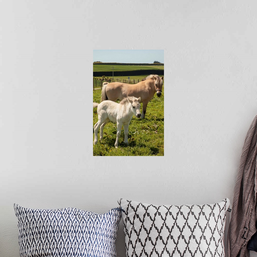 A bohemian room featuring Norwegian fjord horse, mare and foal, rare horse breed, only breeding stud in New Zealand, Timaru