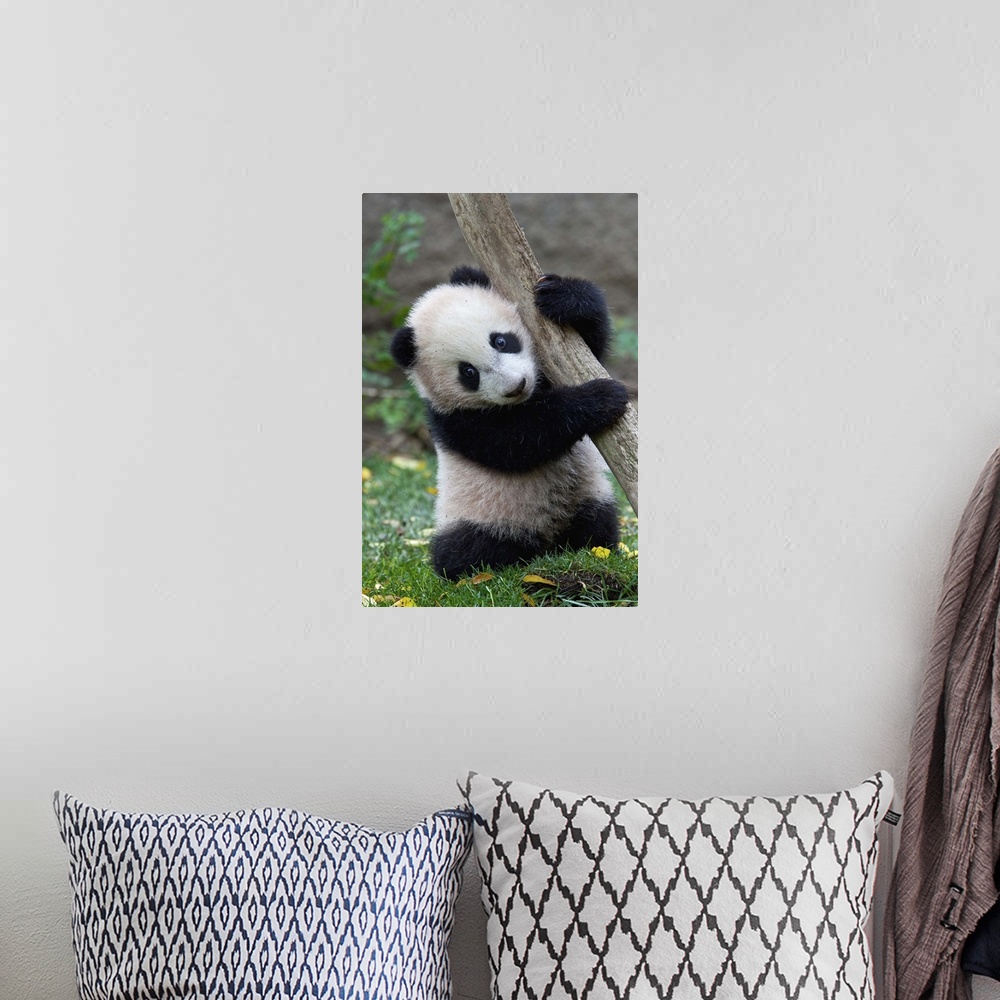 A bohemian room featuring Giant Panda (Ailuropoda melanoleuca) cub, native to China