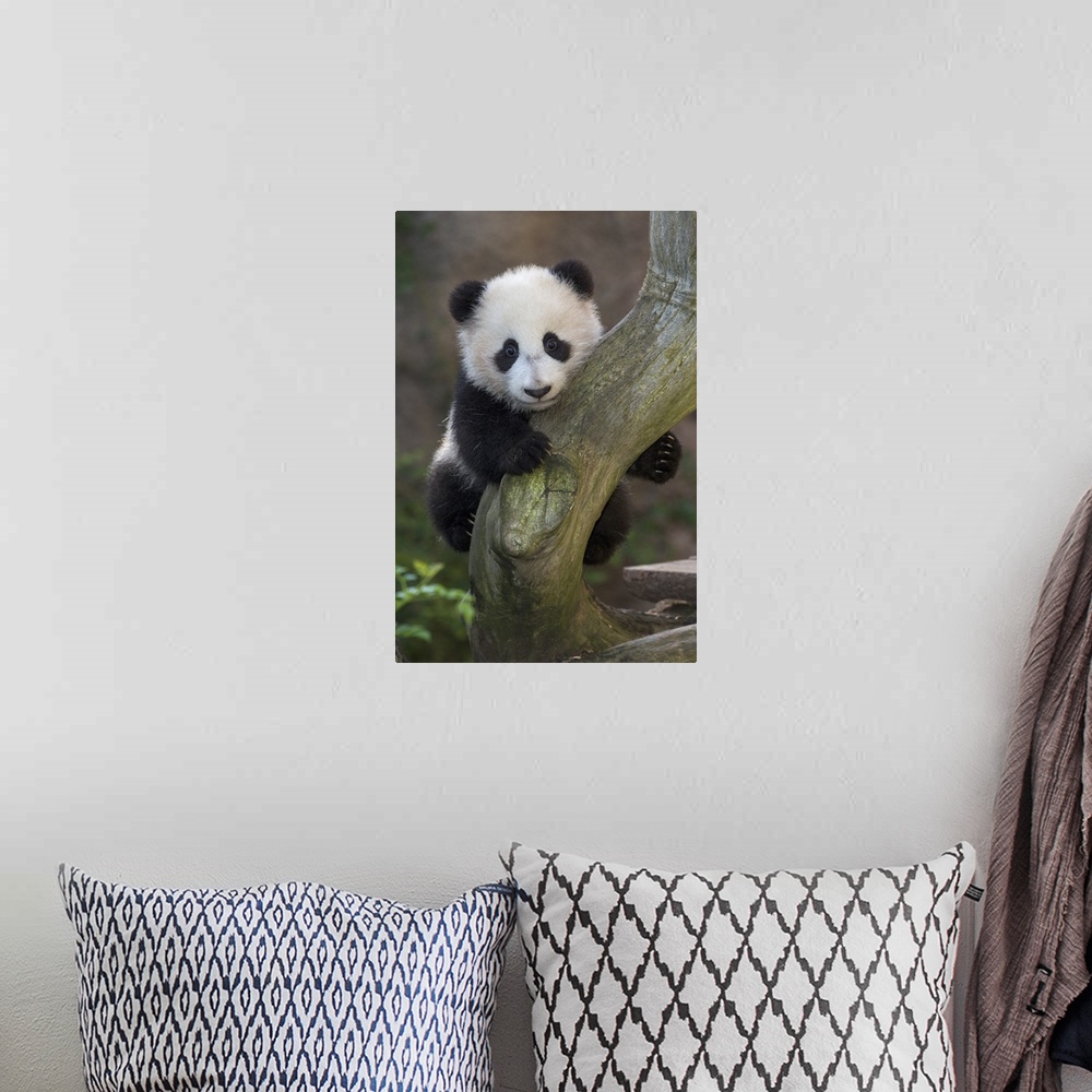 A bohemian room featuring Giant Panda cub in tree, native to China