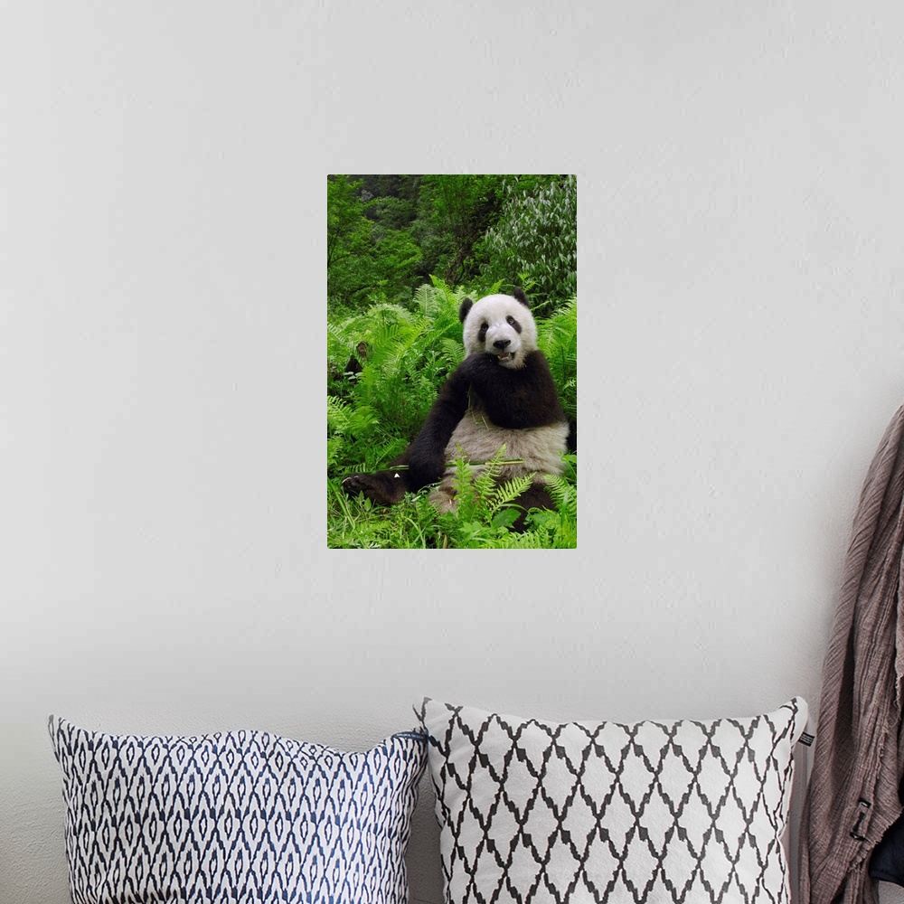 A bohemian room featuring Giant panda (Ailuropoda melanoleuca) in its environment Family: Ailuropodidae.Wolong China Conser...