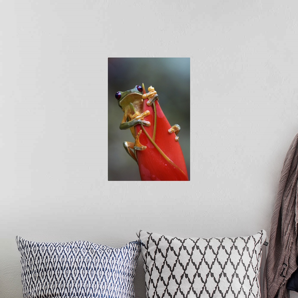 A bohemian room featuring Gliding Leaf Frog (Agalychnis spurrelli) on Heliconia (Heliconia sp), Costa Rica