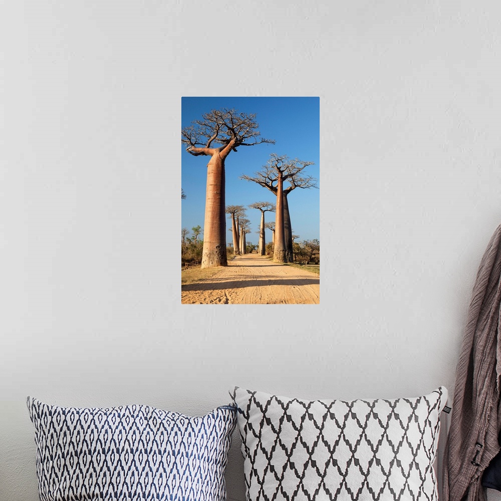 A bohemian room featuring Baobab-Allee bei Morondava, Adansonia grandidieri, Madagaskar, Afrika / Baobab alley near Moronda...