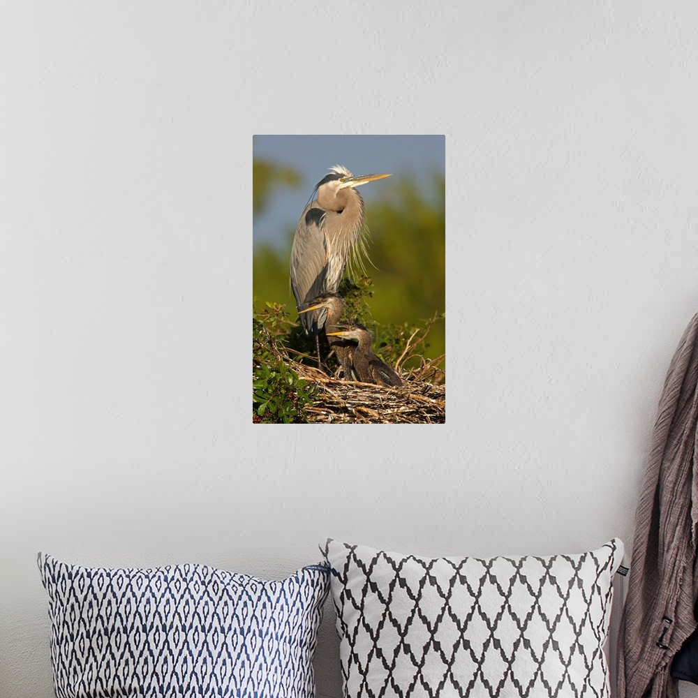 A bohemian room featuring Great Blue Heron parent in nest with chicks, Venice Rookery, Florida