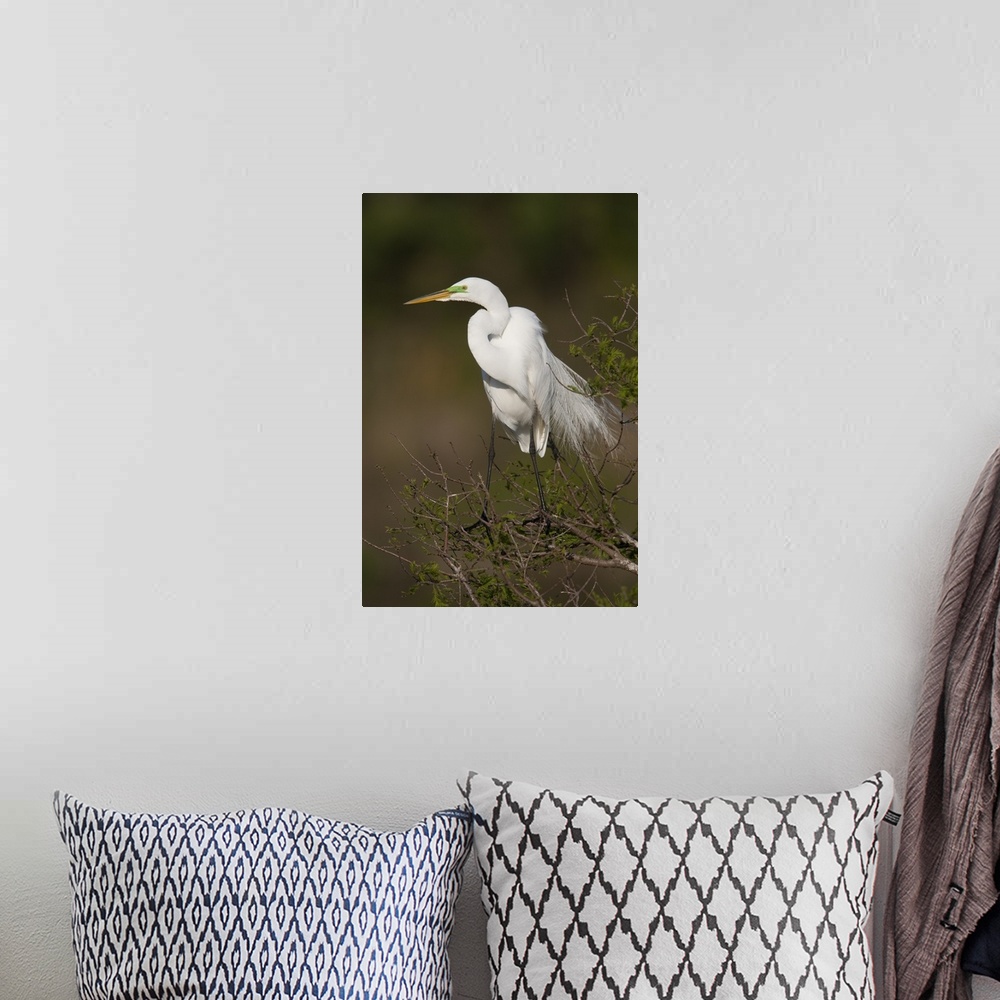 A bohemian room featuring Great Egret in breeding plumage, Florida