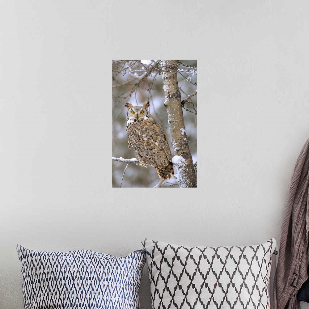 A bohemian room featuring Great Horned Owl in its pale form perching in a snow-covered tree, British Columbia