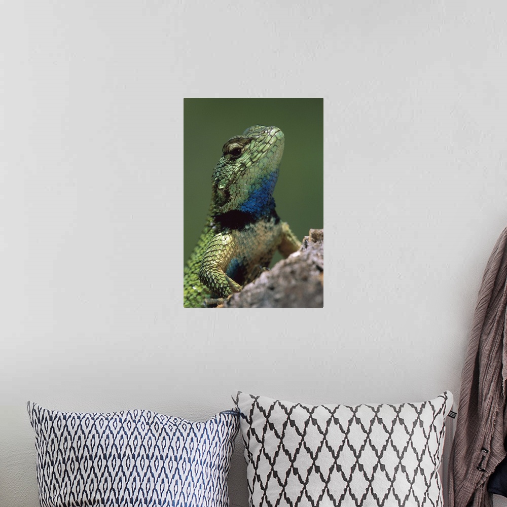 A bohemian room featuring Green Spiny Lizard (Sceloporus malachiticus) male, Costa Rica