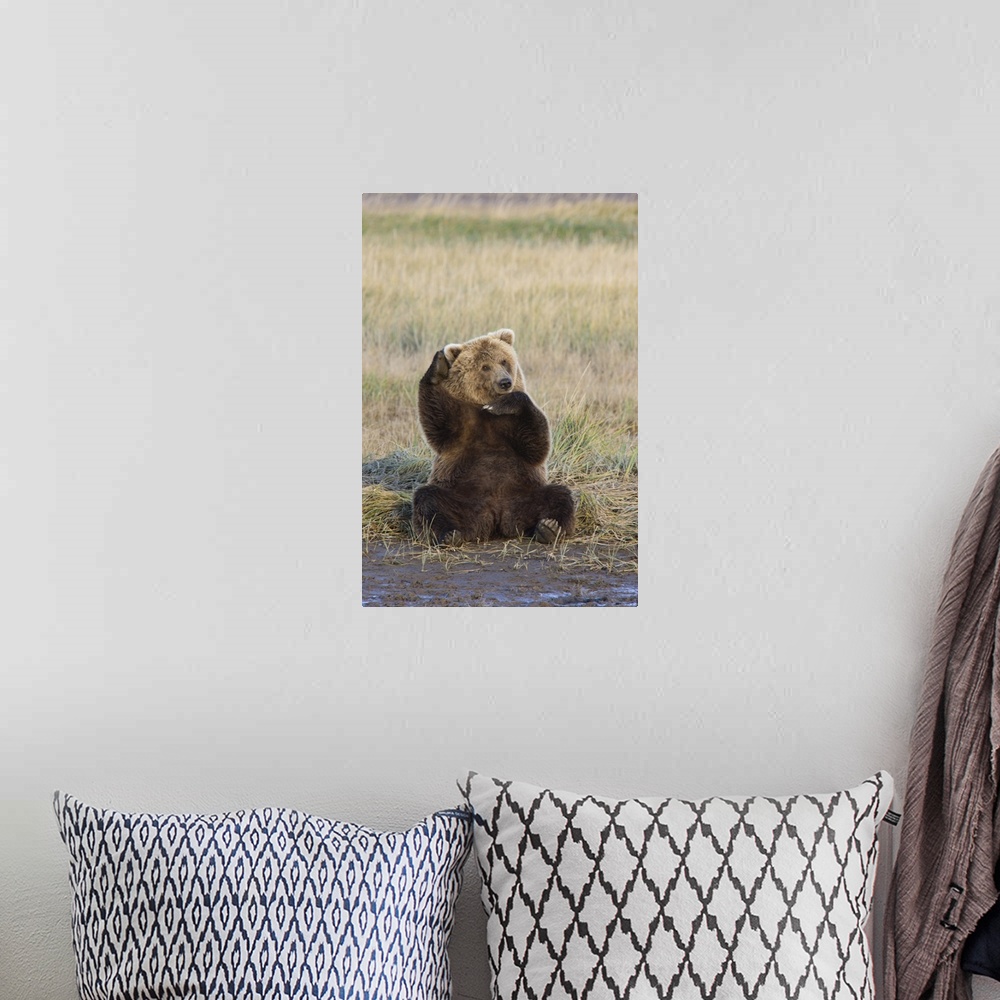 A bohemian room featuring Grizzly Bear (Ursus arctos horribilis) scratching ear, Katmai National Park, Alaska