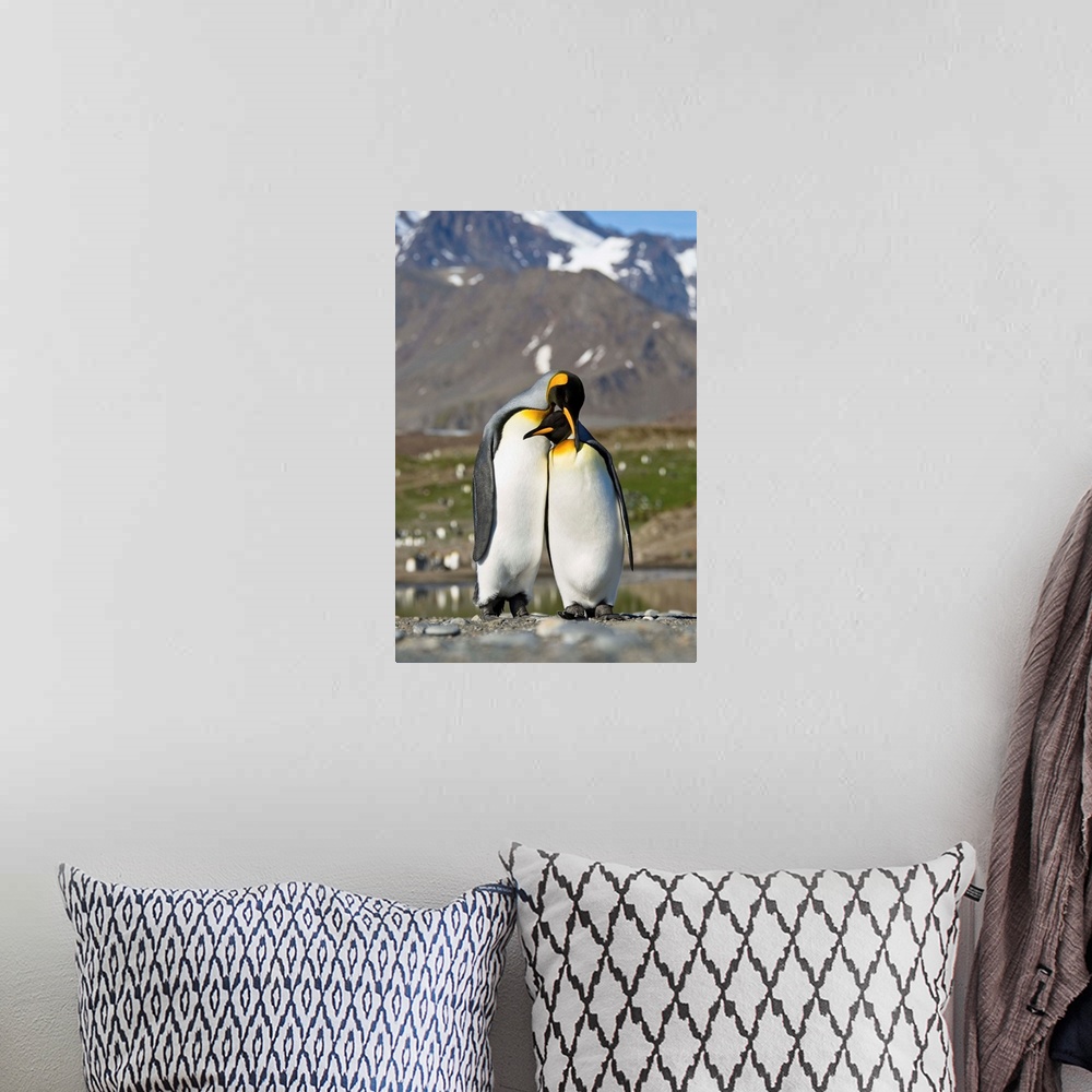 A bohemian room featuring King Penguin pair courting, St Andrew's Bay, South Georgia Island