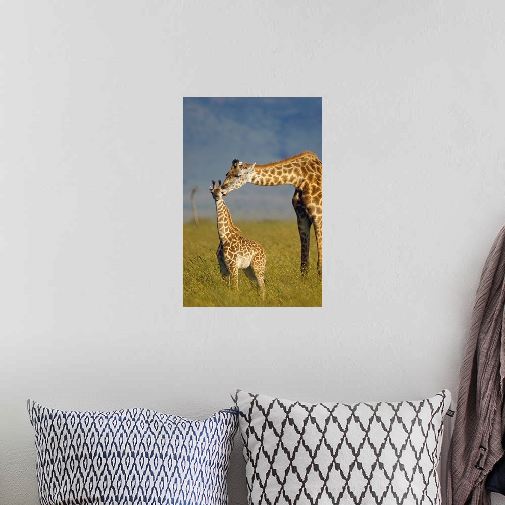 A bohemian room featuring Masai Giraffe (Giraffa camelopardalis tippelskirchi) mother and young, Kenya