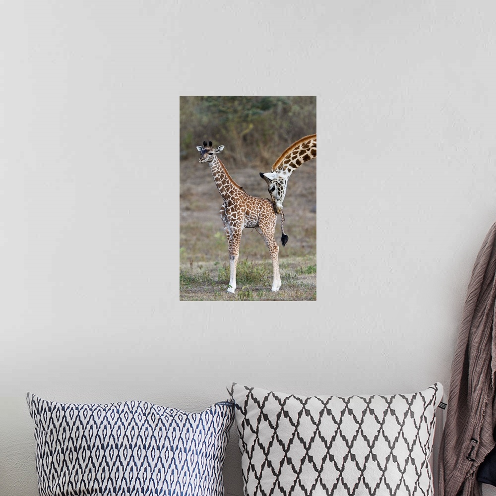 A bohemian room featuring Masai Giraffe mother nuzzling calf, Arusha National Park, Tanzania