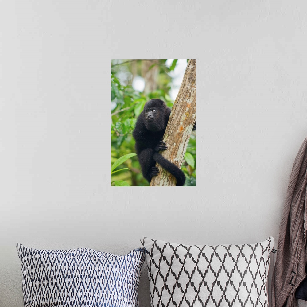 A bohemian room featuring Mexican Black Howler Monkey (Alouatta pigra) in tree, Community Baboon Sanctuary, Belize.