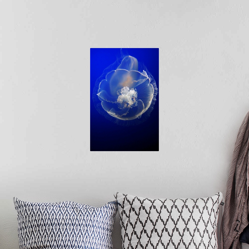 A bohemian room featuring Moon Jelly in aquarium, distributed worldwide