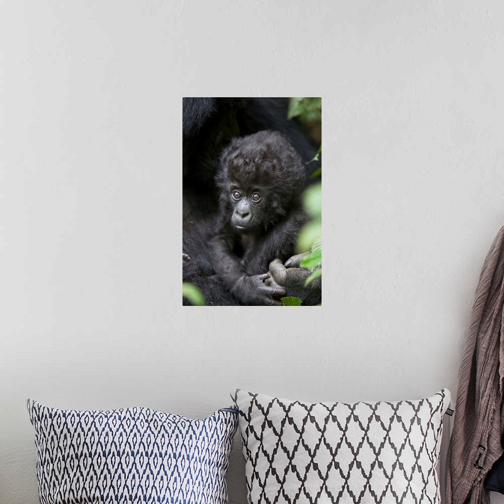 A bohemian room featuring Mountain Gorilla (Gorilla gorilla beringei) three month old infant, endangered, Parc National Des...