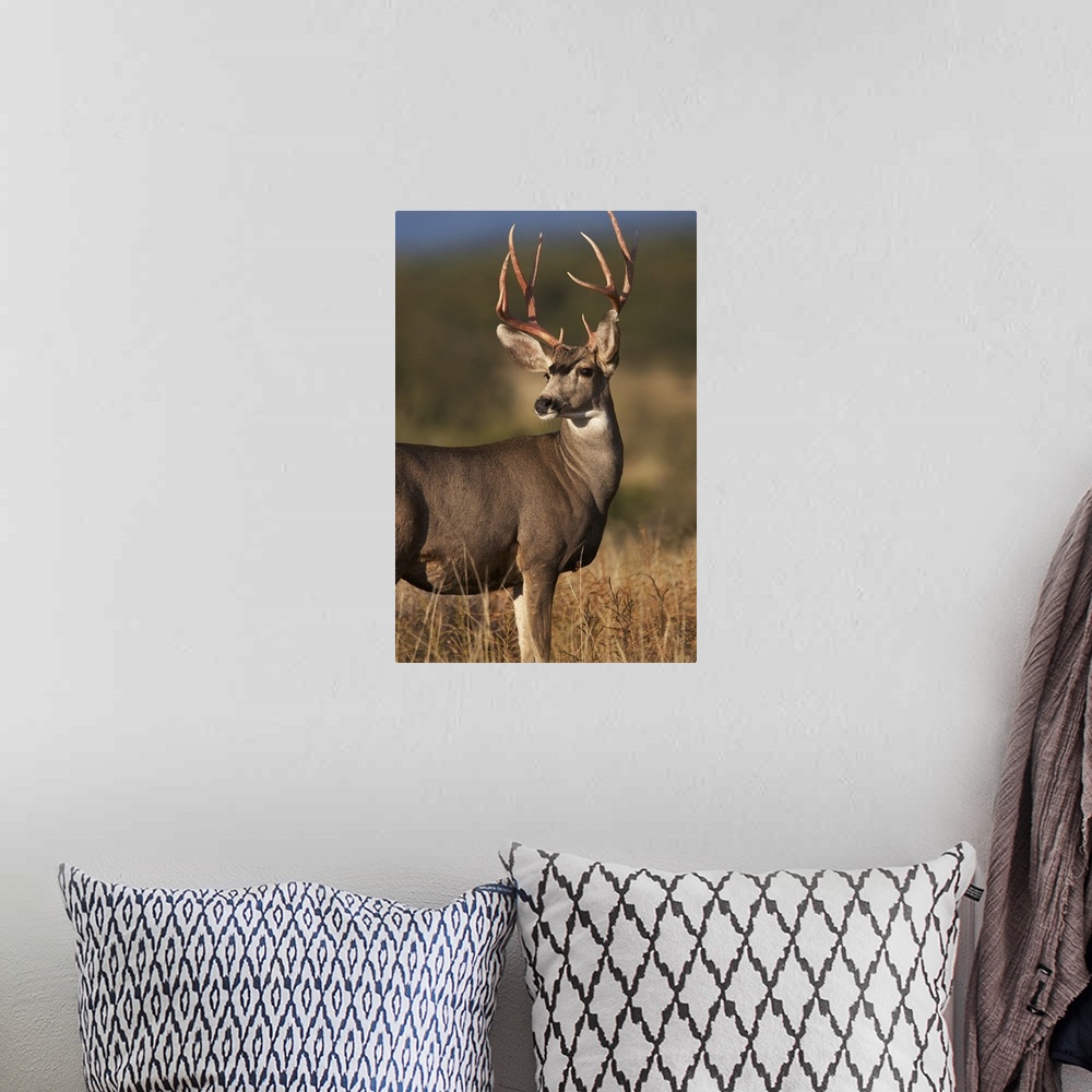 A bohemian room featuring Mule Deer (Odocoileus hemionus) male in dry grass, North America