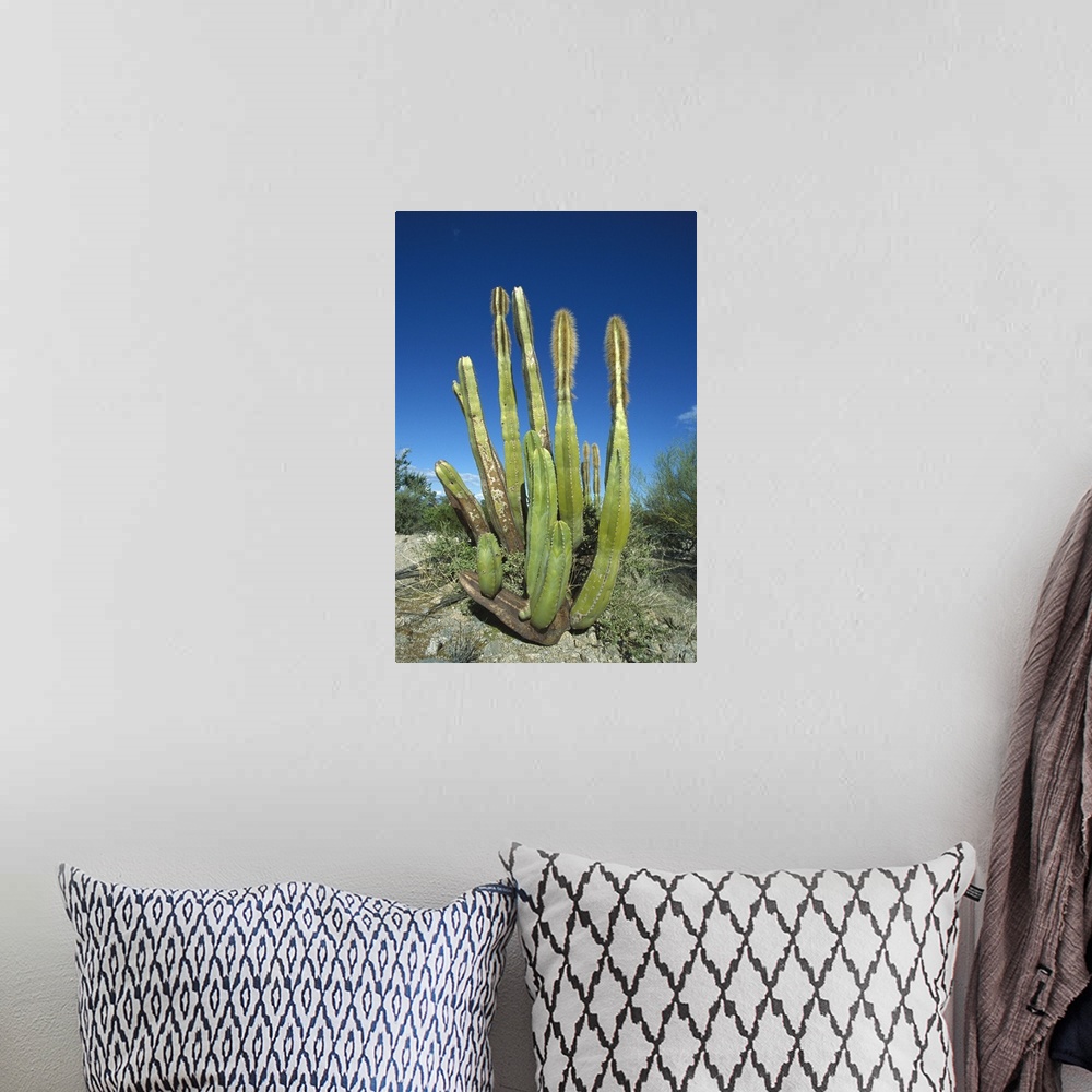 A bohemian room featuring Old Man Cactus (Lophocereus schottii) in Sonoran desert, Mexico