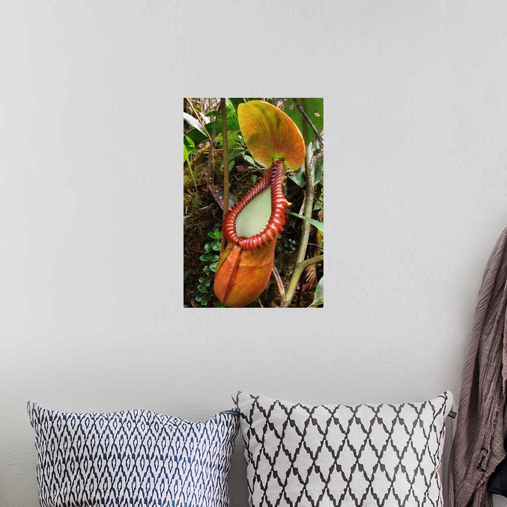 A bohemian room featuring Pitcher Plant pitcher, Gunung Trus Madi, Sabah, Borneo, Malaysia