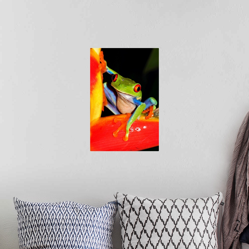 A bohemian room featuring Red-eyed Tree Frog on heliconia, Costa Rica