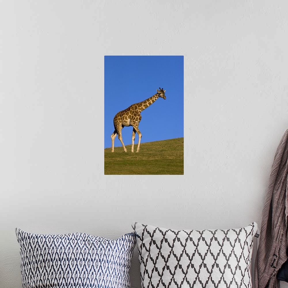 A bohemian room featuring Rothschild Giraffe (Giraffa camelopardalis rothschildi) walking, native to Africa
