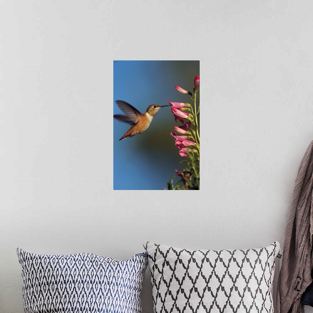 A bohemian room featuring Rufous Hummingbird (Selasphorus rufus) feeding on flowers, New Mexico