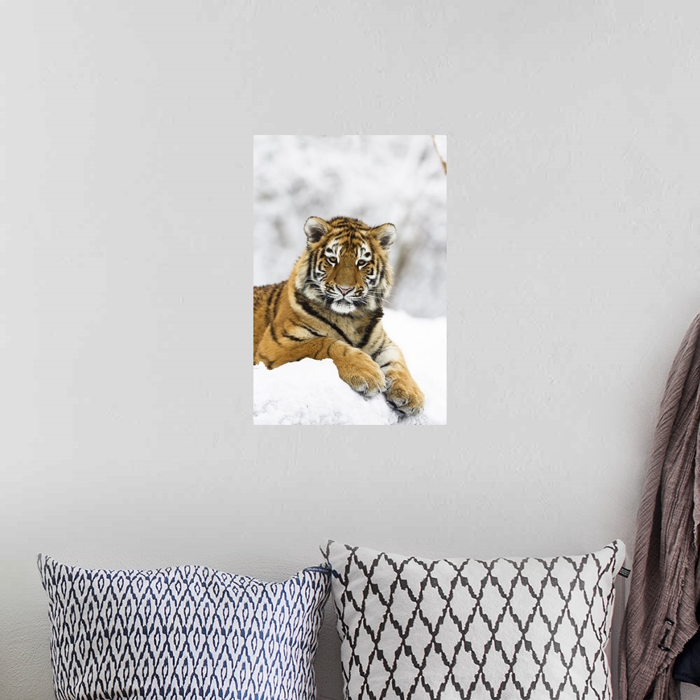 A bohemian room featuring Sibirischer Tiger im Schnee, Panthera tigris altaica / Siberian Tiger in snow, Panthera tigris al...