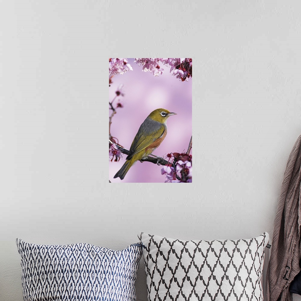 A bohemian room featuring Silvereye (tauhou) perches on a cherry blossom in Spring, Christchurch