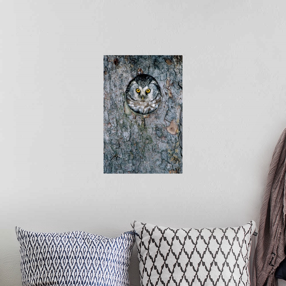 A bohemian room featuring Tengmalm''s Owl or Boreal Owl (Aegolius funereus) peaking through hole in tree, Sweden
