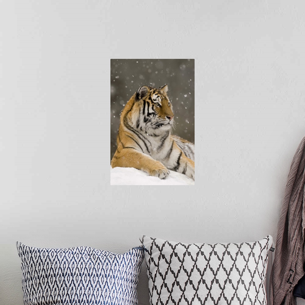 A bohemian room featuring Tiger in snowfall, native to Asia.