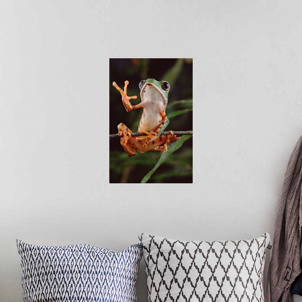 A bohemian room featuring Tiger-striped Leaf Frog (Phyllomedusa tomopterna) also known as Barred Leaf Frog, waving, Amazon ...
