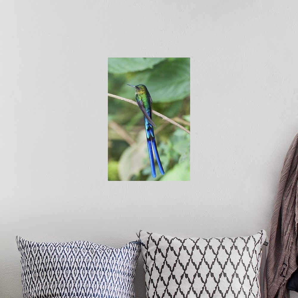 A bohemian room featuring Violet-tailed Sylph hummingbird, Bellavista Cloud Forest Reserve, Ecuador