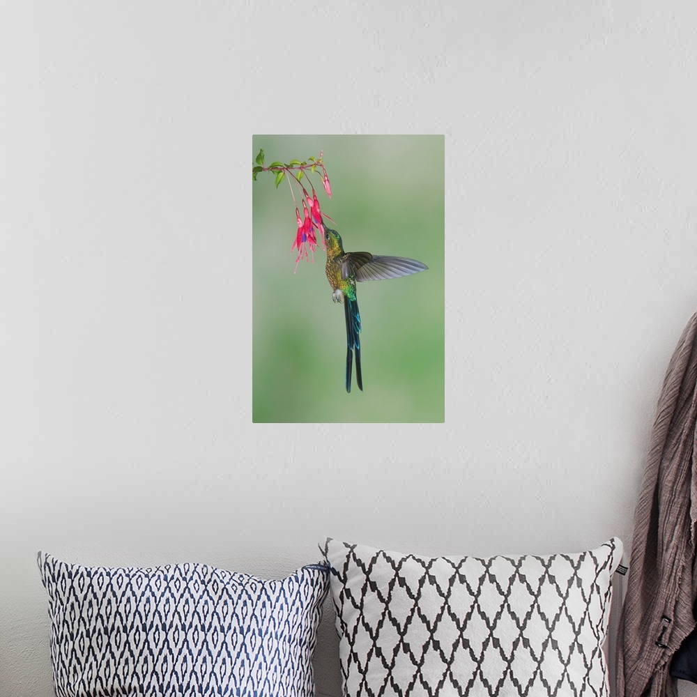 A bohemian room featuring Violet-tailed Sylph hummingbird feeding on flower nectar, Ecuador
