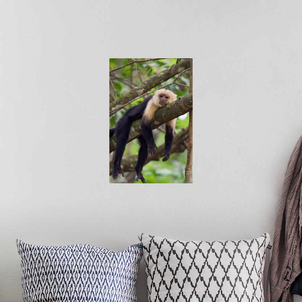 A bohemian room featuring White-faced Capuchin.Cebus capucinus.Resting.Osa Peninsula, Costa Rica