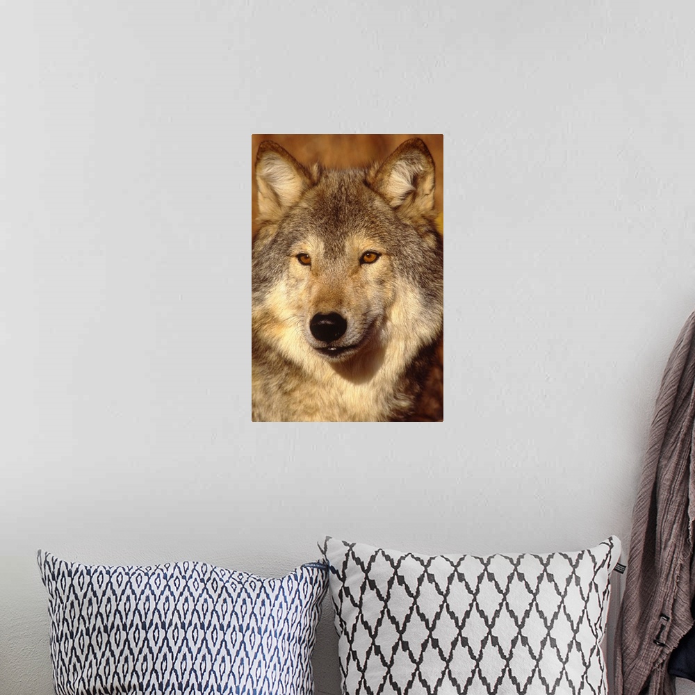 A bohemian room featuring Wolf, North America