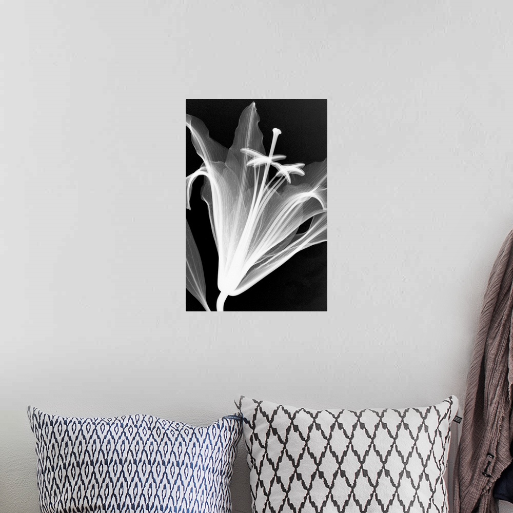 A bohemian room featuring Fine art photograph using an x-ray effect to capture an ethereal-like image of a lily.