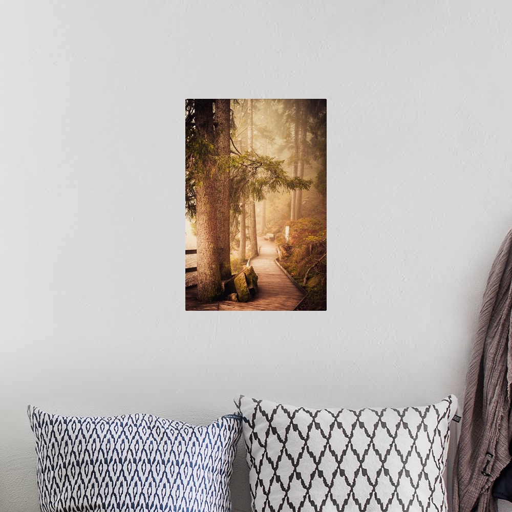 A bohemian room featuring Wooden path in a misty forest