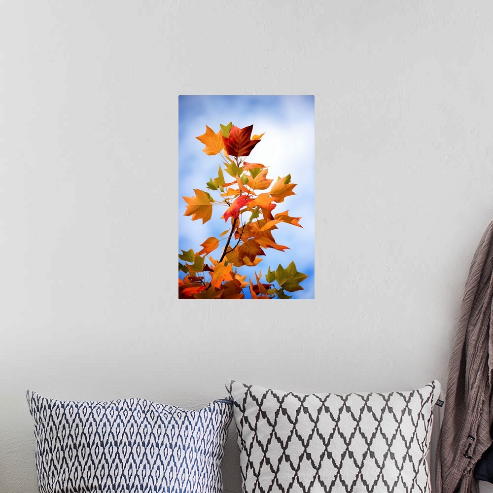 A bohemian room featuring A photograph of autumn leaves on a branch against a blue sky.