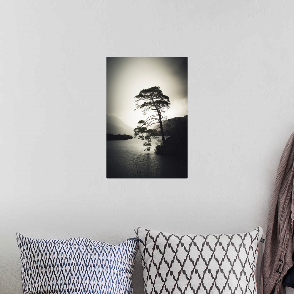 A bohemian room featuring An old tree by a lake in Scotland in a stormy mood