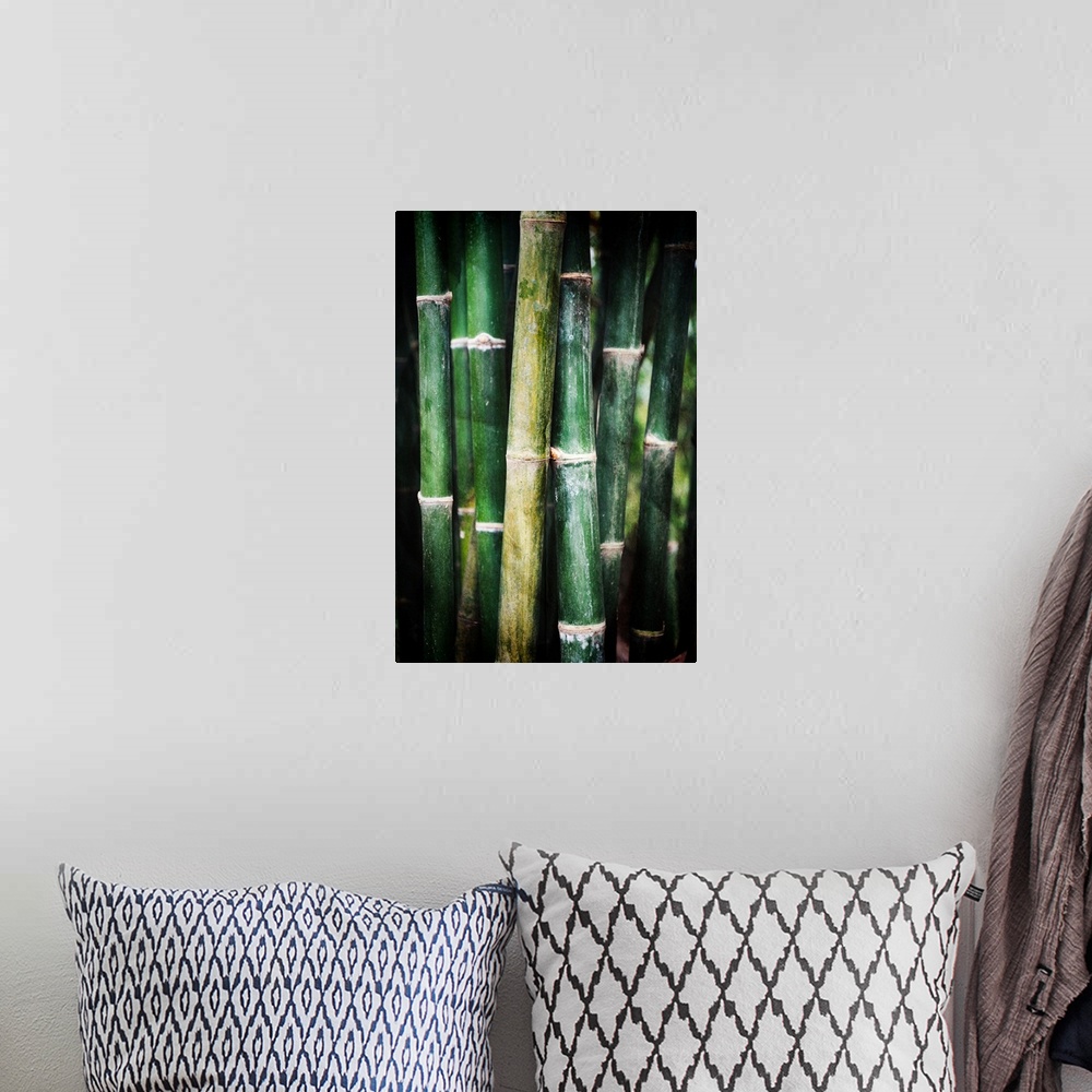 A bohemian room featuring Green bamboo trees photographed close up