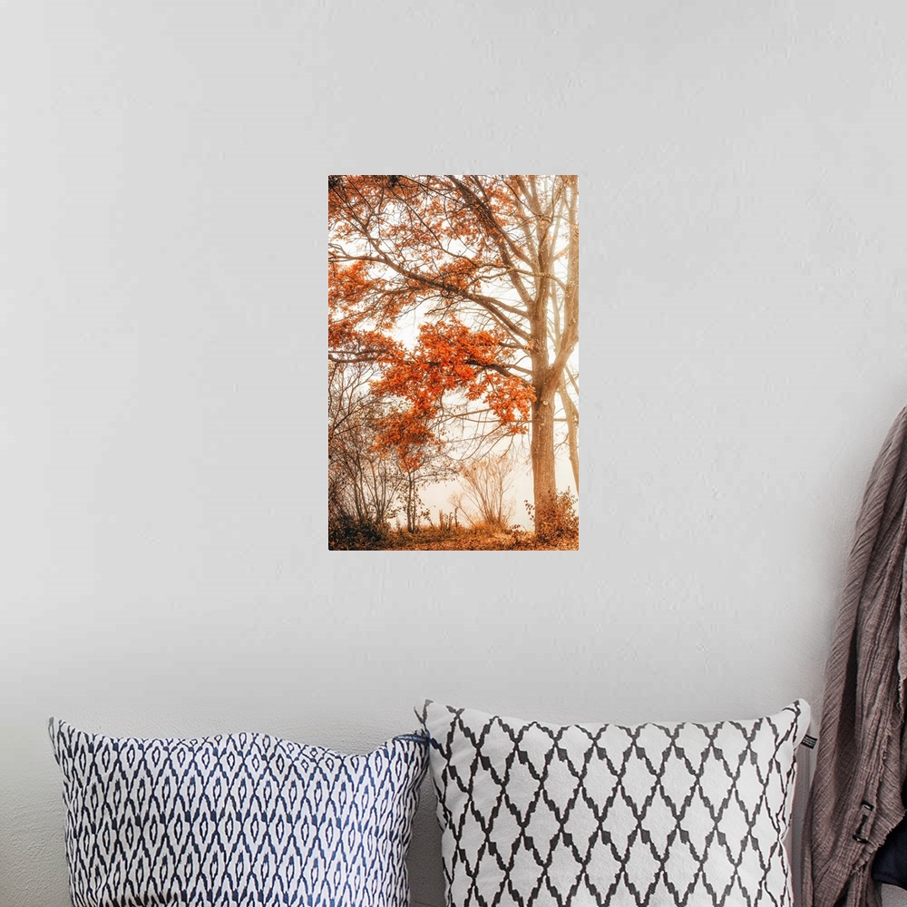 A bohemian room featuring Close up on a tree in autumn