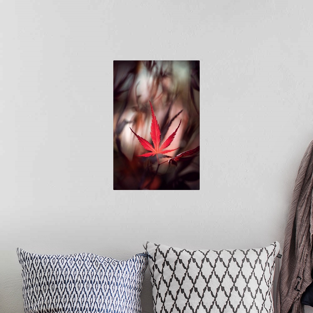 A bohemian room featuring Red maple leaf with a bokeh effect