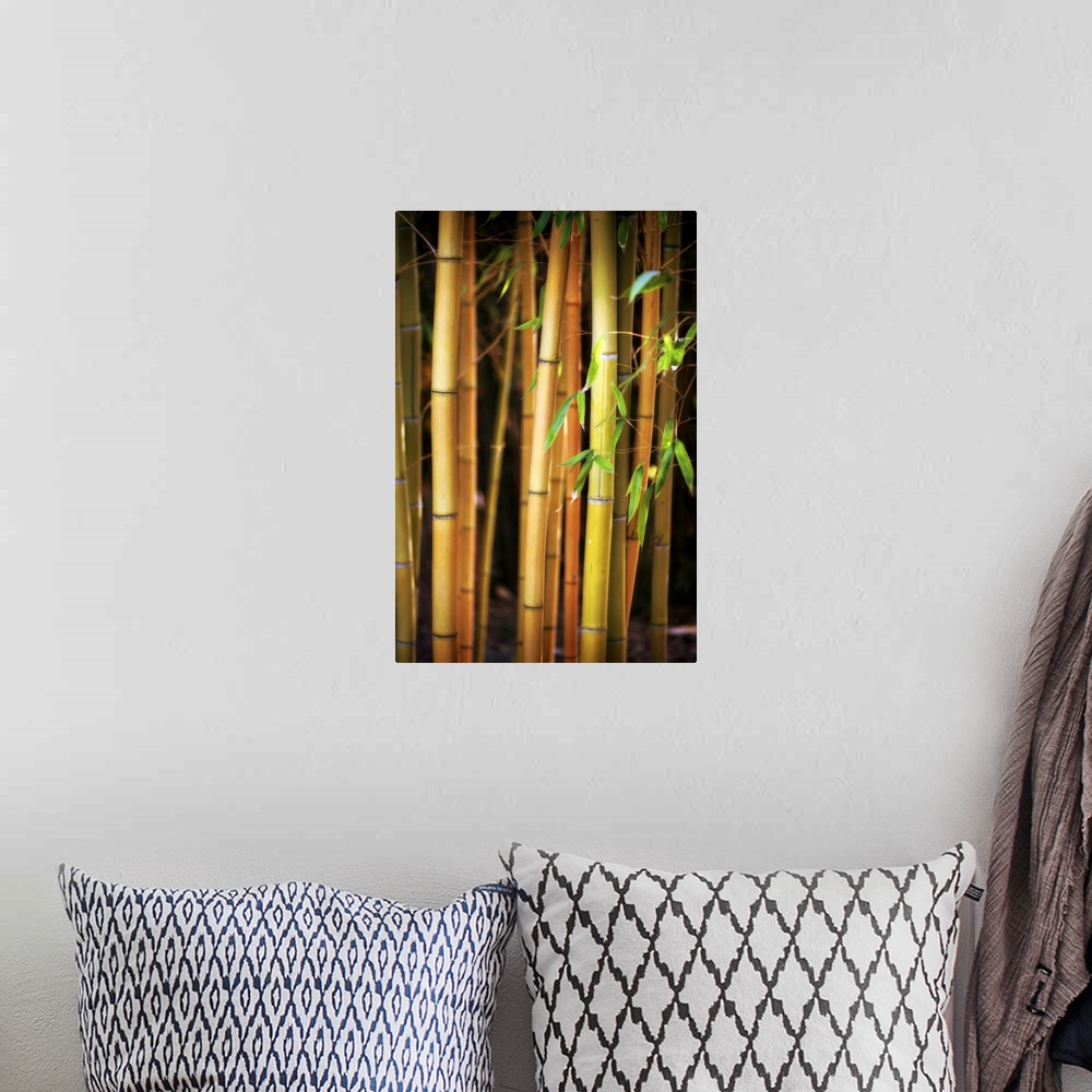 A bohemian room featuring Fine art photo of several stalks of bamboo in shallow focus.