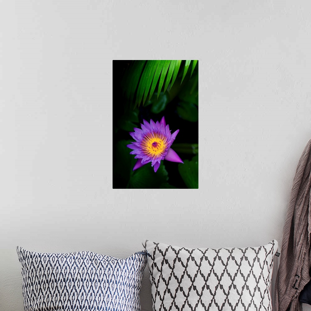 A bohemian room featuring Pretty water lily flower