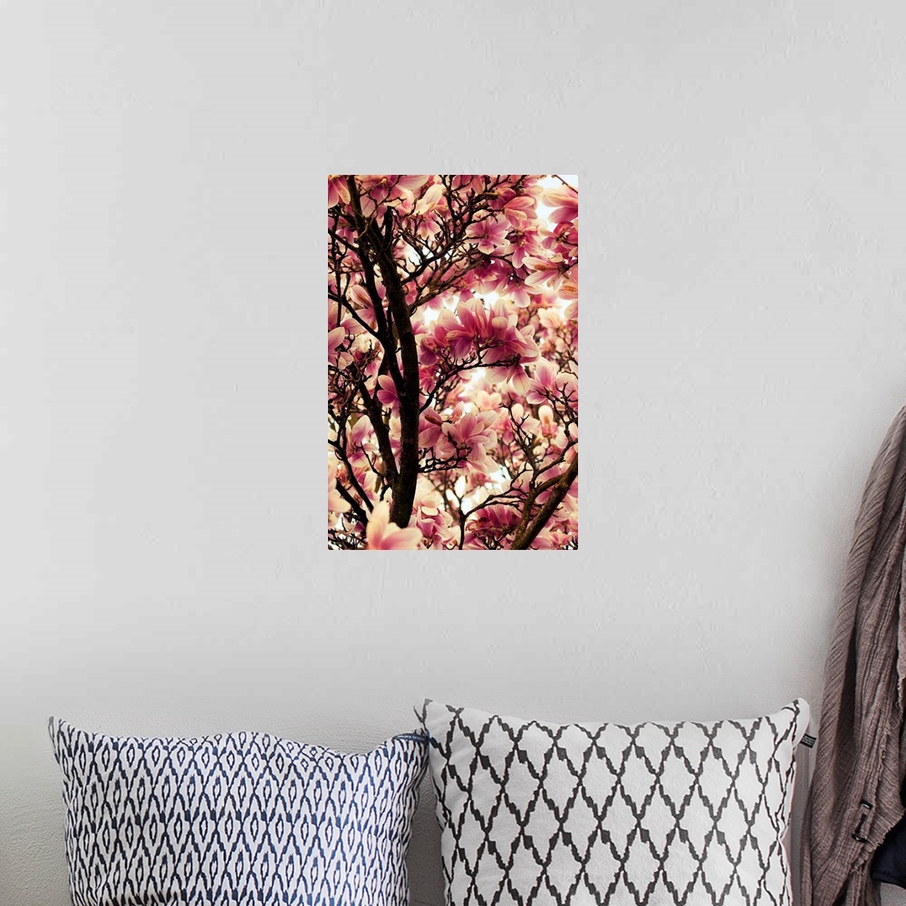 A bohemian room featuring Close-up photograph of a cherry blossom flowers.
