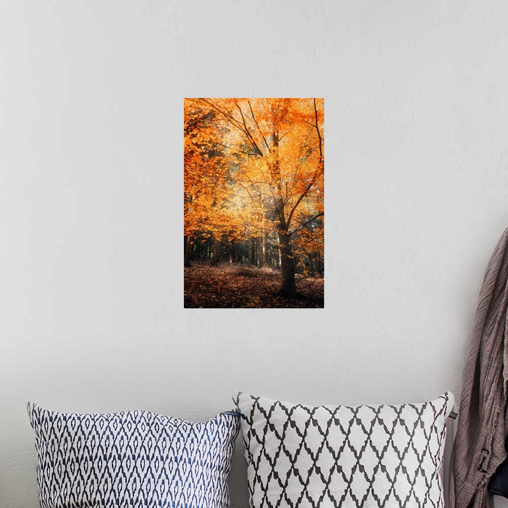 A bohemian room featuring A forest with trees with bright orange leaves in the fall.