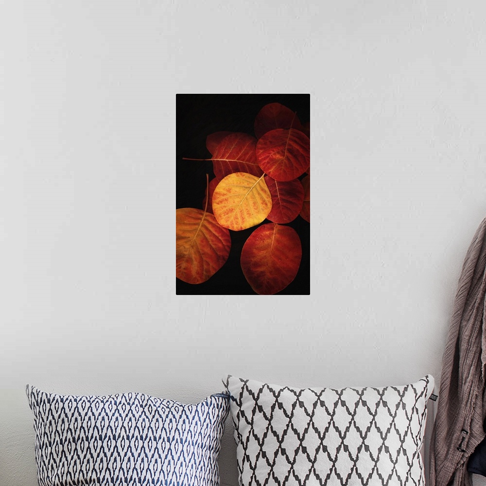 A bohemian room featuring Fine art photograph of a group of autumn leaves in moody lighting.