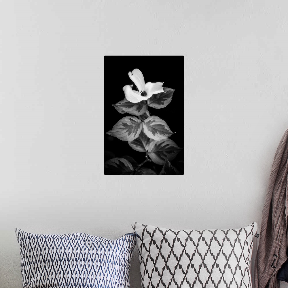 A bohemian room featuring Dogwood in black and white and close up on a black background