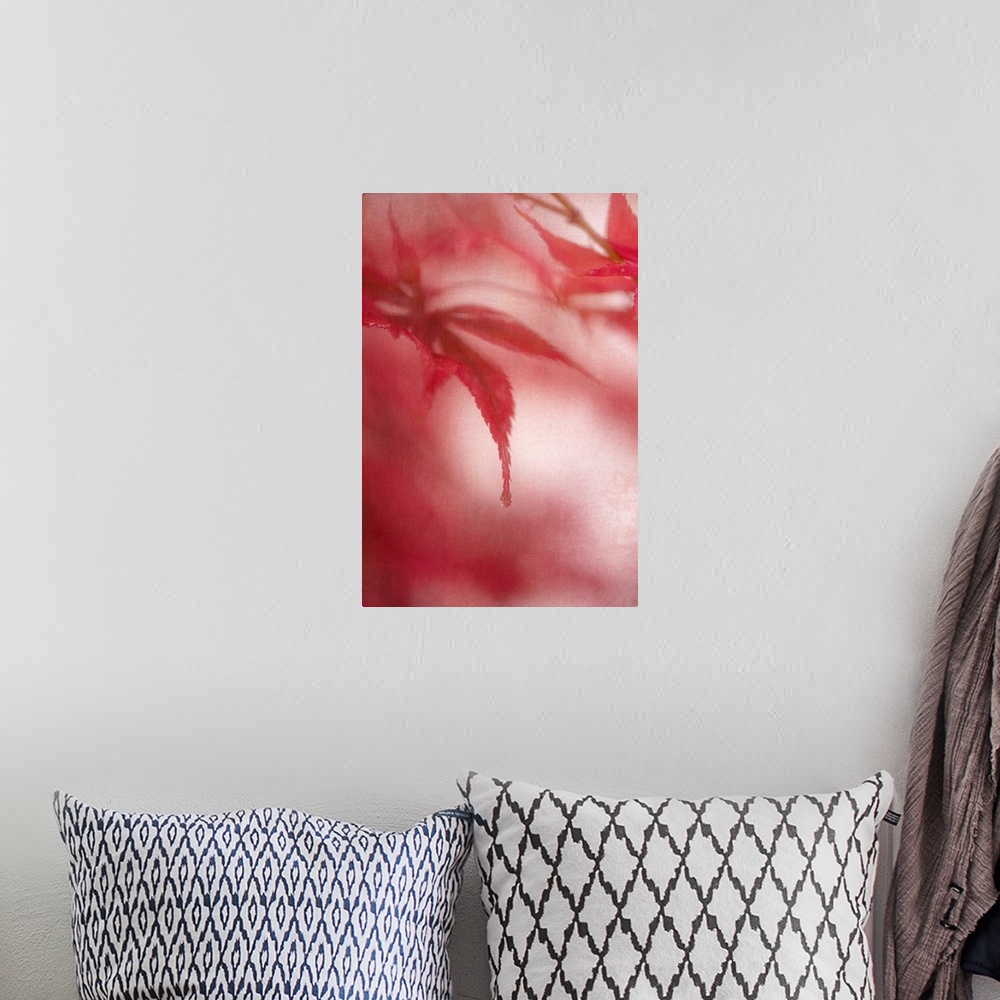 A bohemian room featuring Close up of the edges of a red maple leaf.
