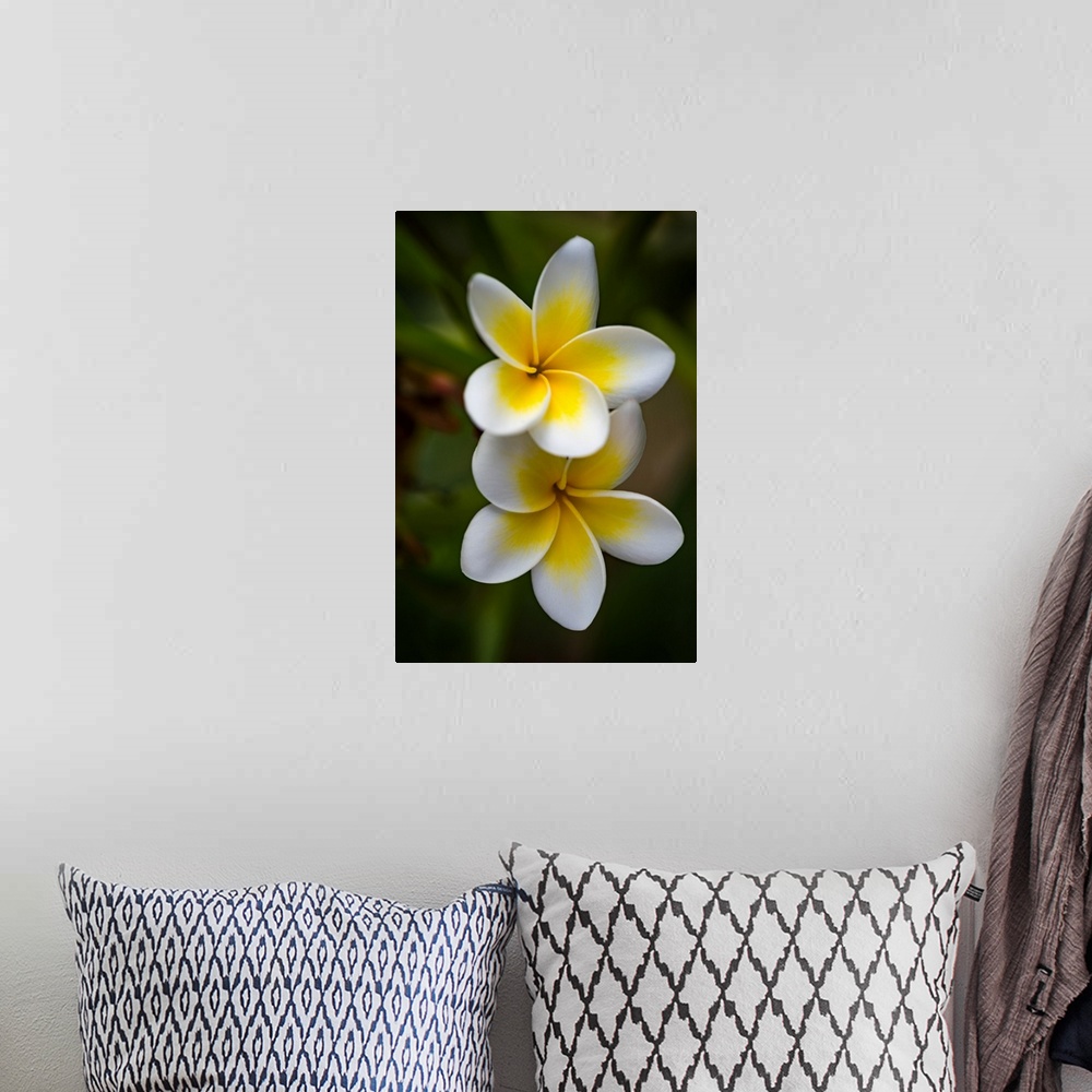 A bohemian room featuring Frangipane flower also called Plumeria, very common in Asia