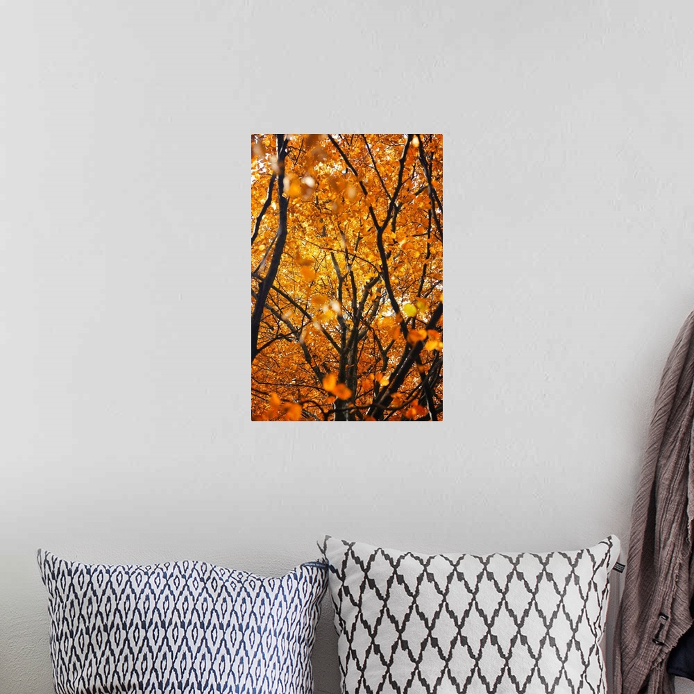 A bohemian room featuring Fall foliage