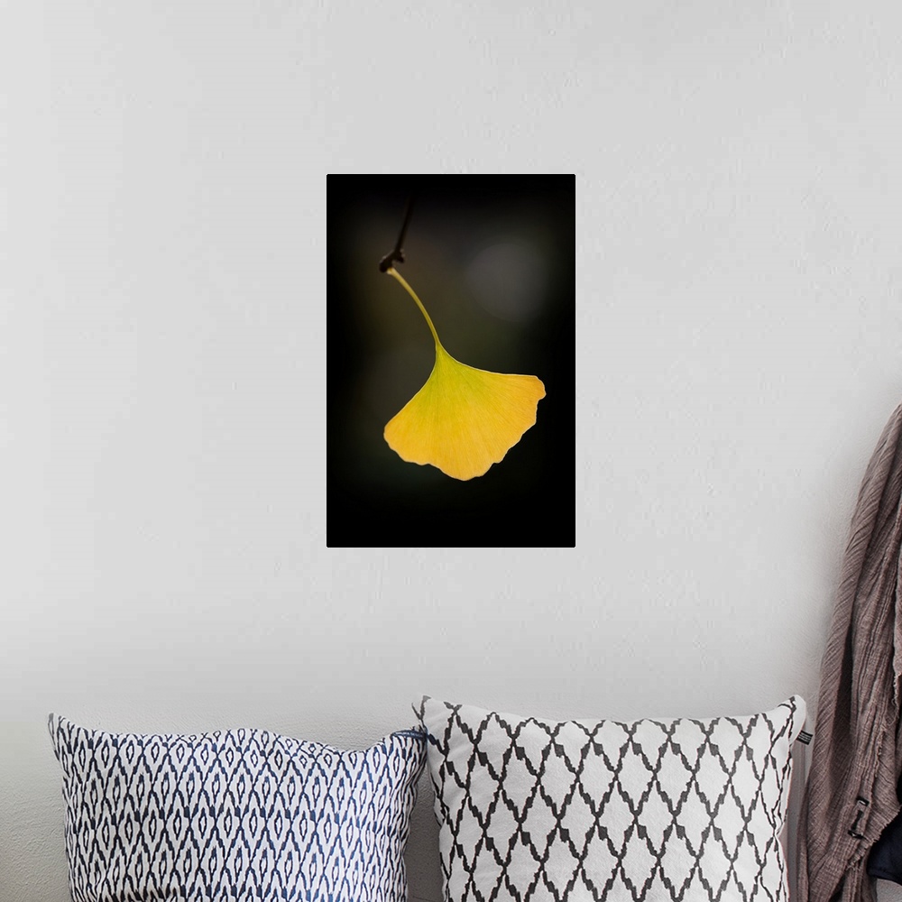 A bohemian room featuring A single yellow ginkgo leaf hanging off a twig.