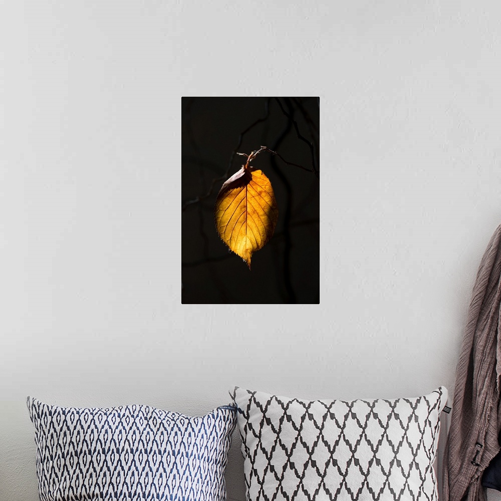 A bohemian room featuring Fine art photo of a single leaf in the sunlight against a dark background.